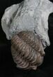 Partially Enrolled Flexicalymene Trilobite In Matrix #8322-2